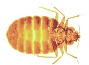 bed-bugs-300x219