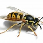 Wasp Nest removal kent