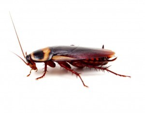 Cockroach Control Sidcup