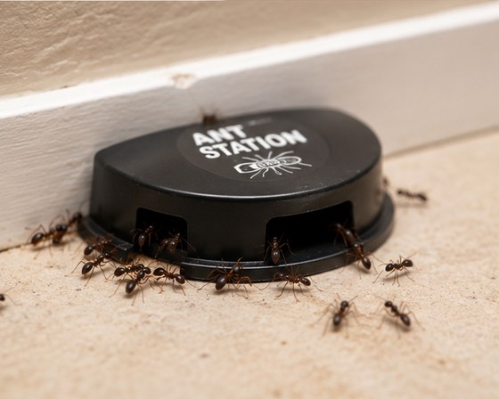 A sealed bait station on a tiled floor against a skirting board with ants around it