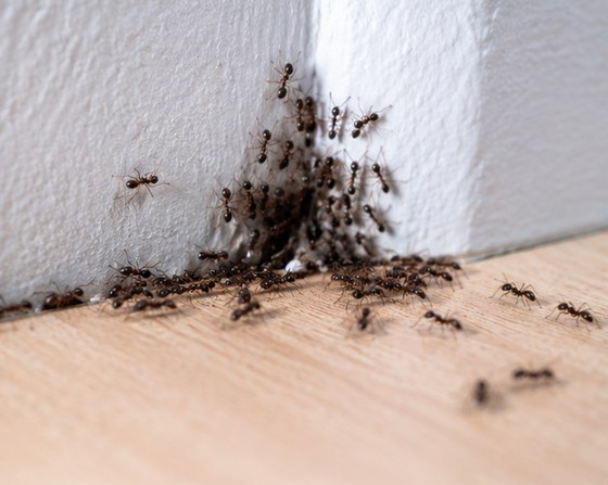 A trail of ants running along the join between a skirting board and a wooden floor