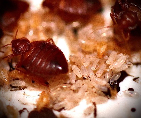 Close-up of bed bugs and eggs in a mattress seam