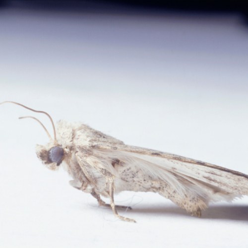 A small pale moth photographed side-on against a plain background