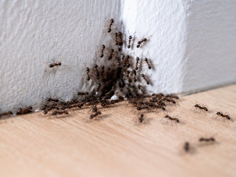 A trail of ants along the join between a skirting board and a wooden floor