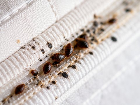 Bed bugs along the piping seam of a mattress