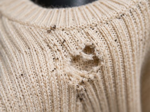 Feeding damage to a cream wool fabric