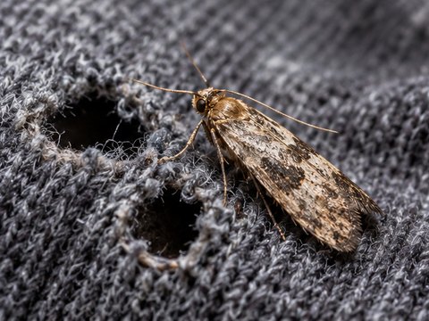 A moth resting on a knitted wool fabric with feeding holes in it