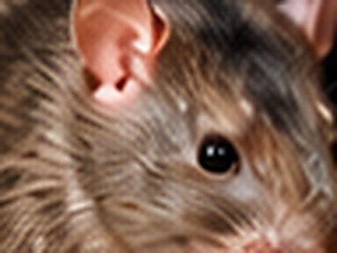 A rat, from the Pest Control Kent service artwork
