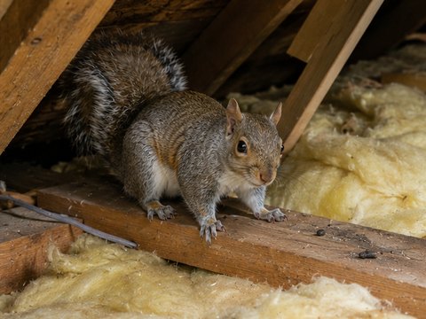 A grey squirrel in loft insulation