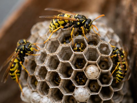 Wasps on the open comb of a nest