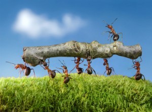 Ant Control Hurst