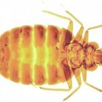 Bed Bug Dover