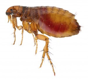 Flea Removal Rochester