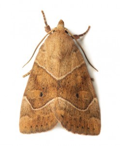 Moth Removal Wilmington