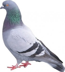 Pigeon Proofing kent