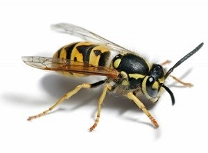 Wasp Nest in Your Dartford Garden? Here's What You Should Do Immediately