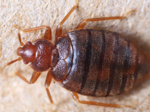 Bedbug control Chatham