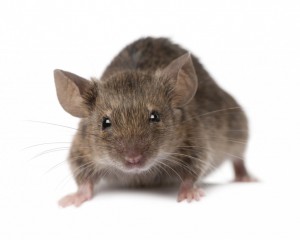 rodent control Maidstone