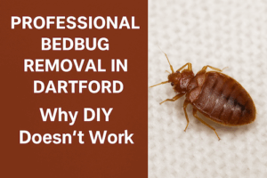 Professional Bedbug Removal in Dartford – Why DIY Doesn’t Work