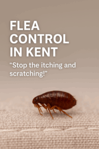 Flea control kent
