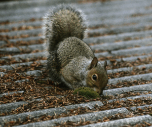 Squirrel Control Kent