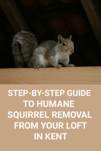 Step-by-Step Guide to Humane Squirrel Removal from Your Loft in Kent