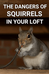 The Dangers of Squirrels in Your Loft