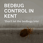 bedbug control kent