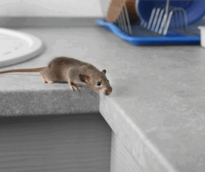 Mice Control Kent
