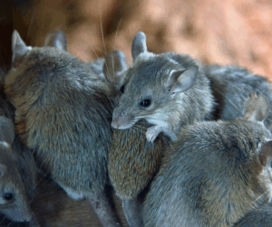 Mice Control Kent