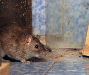Rat Control Kent