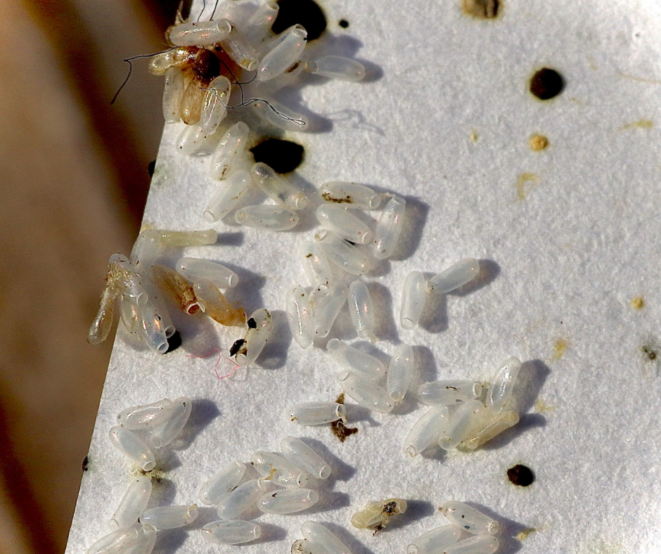 Trusted Bedbug Control Experts in Maidstone